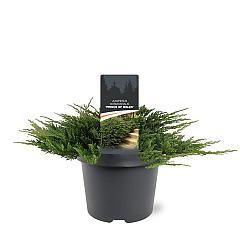 Juniperus hor. 'Prince of Wales'