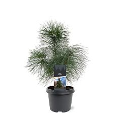 Pinus strobus