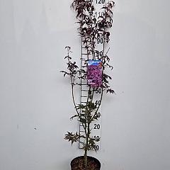 Acer pal. 'Bloodgood'