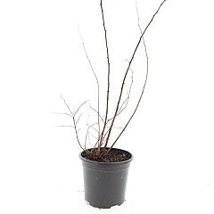 Spiraea japonica 'Odensala'
