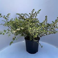 Spiraea nipp. 'Snowmound'
