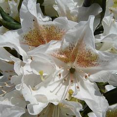 Rhododendron 'Cunningham's White'