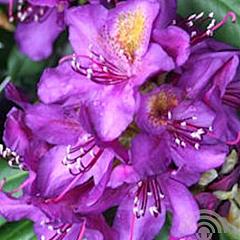 Rhododendron 'Marcel Menard'