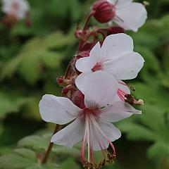 Geranium macr. 'Spessart'