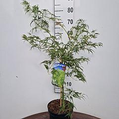 Acer pal. 'Dissectum'