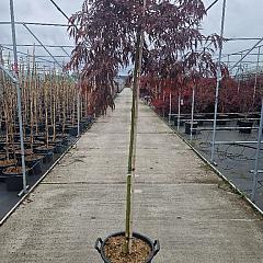 Acer pal. 'Tamukeyama'
