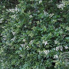 Ligustrum ovalifolium