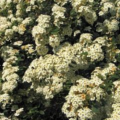 Spiraea vanhouttei
