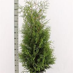 Thuja occ. 'Brabant'