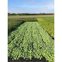 Alchemilla mollis