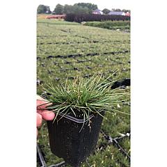 Pennisetum al. 'Little Bunny'