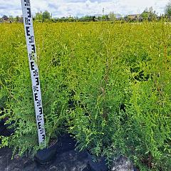 Thuja occ. 'Brabant'