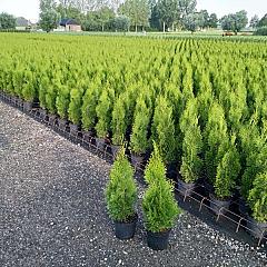 Thuja occ. 'Smaragd'