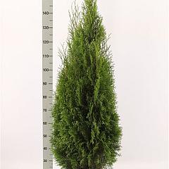 Thuja occ. 'Smaragd'