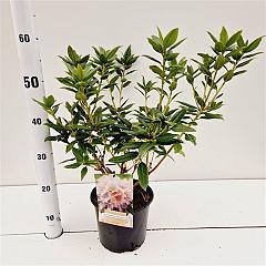 Rhododendron 'Dora Amateis'
