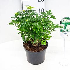 Choisya ternata