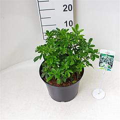 Choisya ternata