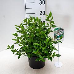 Viburnum tinus
