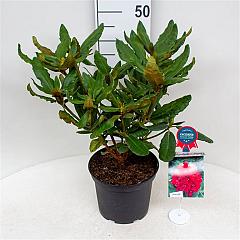 Rhododendron 'Hachm. Feuerschein'