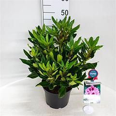 Rhododendron Kabarett