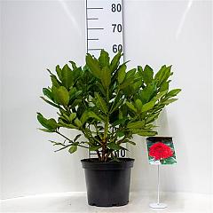 Rhododendron 'Lord Roberts'