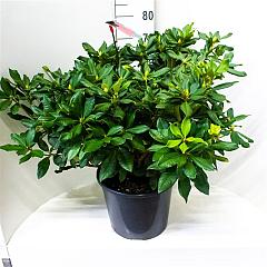 Rhododendron 'Lord Roberts'