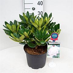 Rhododendron 'Picotee'