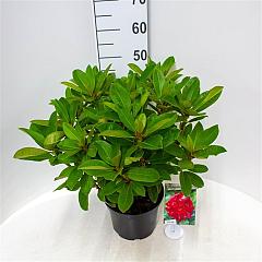 Rhododendron 'Red Jack'