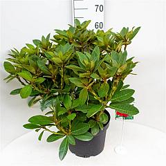 Rhododendron 'Red Jack'