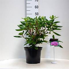 Rhododendron 'Roseum Elegans'