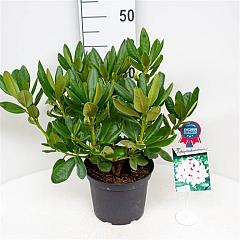 Rhododendron 'Schneeauge'