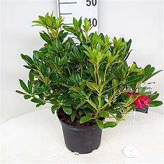 Rhododendron 'Scyphocalix'