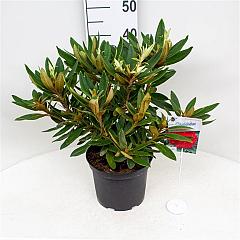 Rhododendron 'Vulcan's Flame'