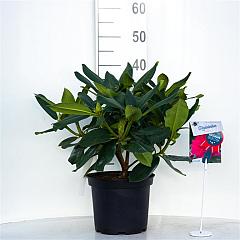 Rhododendron Walküre