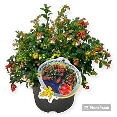 Vaccinium vitis-id. 'Fireballs'