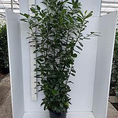 Prunus l. 'Novita'