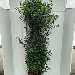 Prunus lusitanica 'Angustifolia'