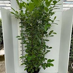 Prunus l. 'Rotundifolia'