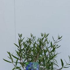 Caryopteris cland. 'Kew Blue'