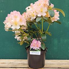 Rhododendron (Y) 'Percy Wiseman'