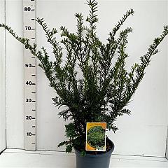Taxus media 'Green Mountain'