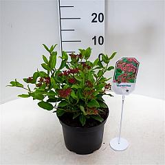 Viburnum tinus 'Gwenllian'