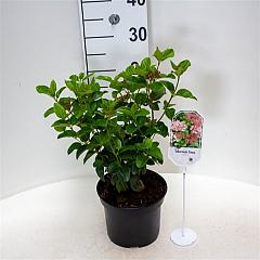 Viburnum tinus 'Lisarose'
