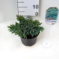Juniperus squamata 'Blue Star'