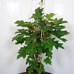 Hydrangea querc. 'Munchkin'  (R)