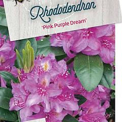 Rhododendron 'Pink Purple Dream'