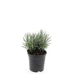 Lavandula ang. 'Munstead'