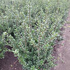 Ilex crenata 'Caroline Upright'