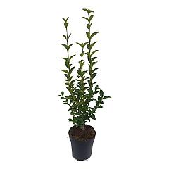 Ligustrum ovalifolium