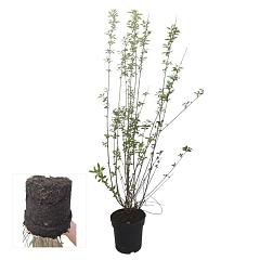 Ligustrum vulgare